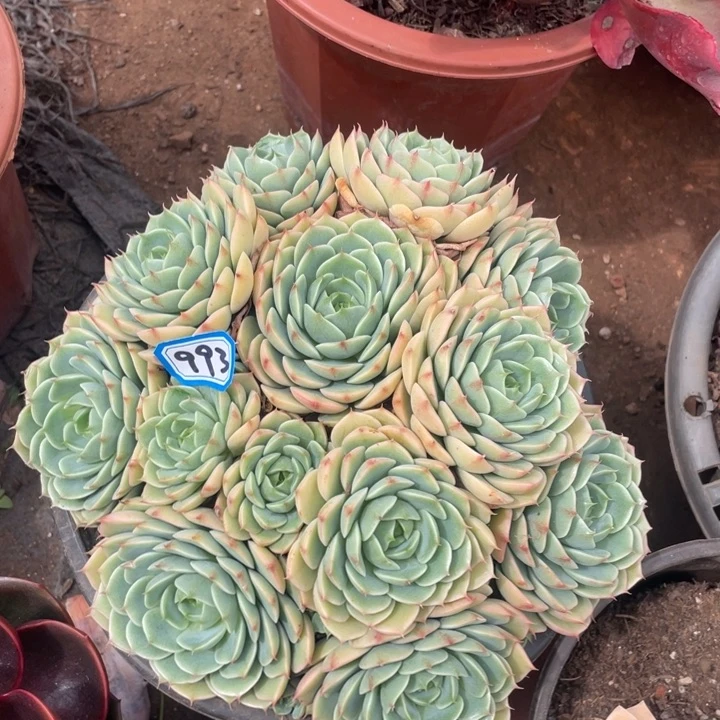993笨吧一物一拍多肉