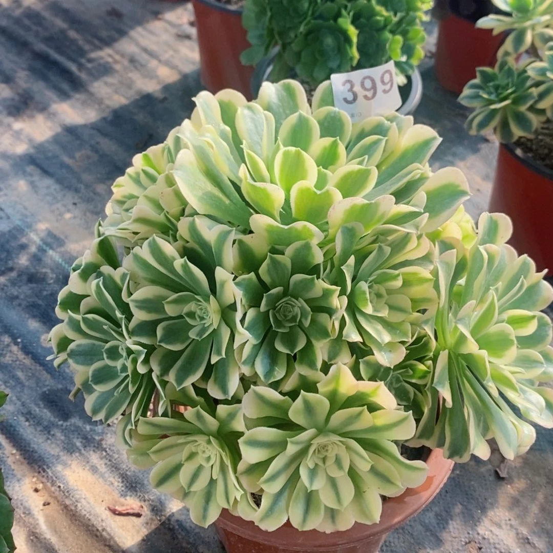 绿豆沙399多肉1111