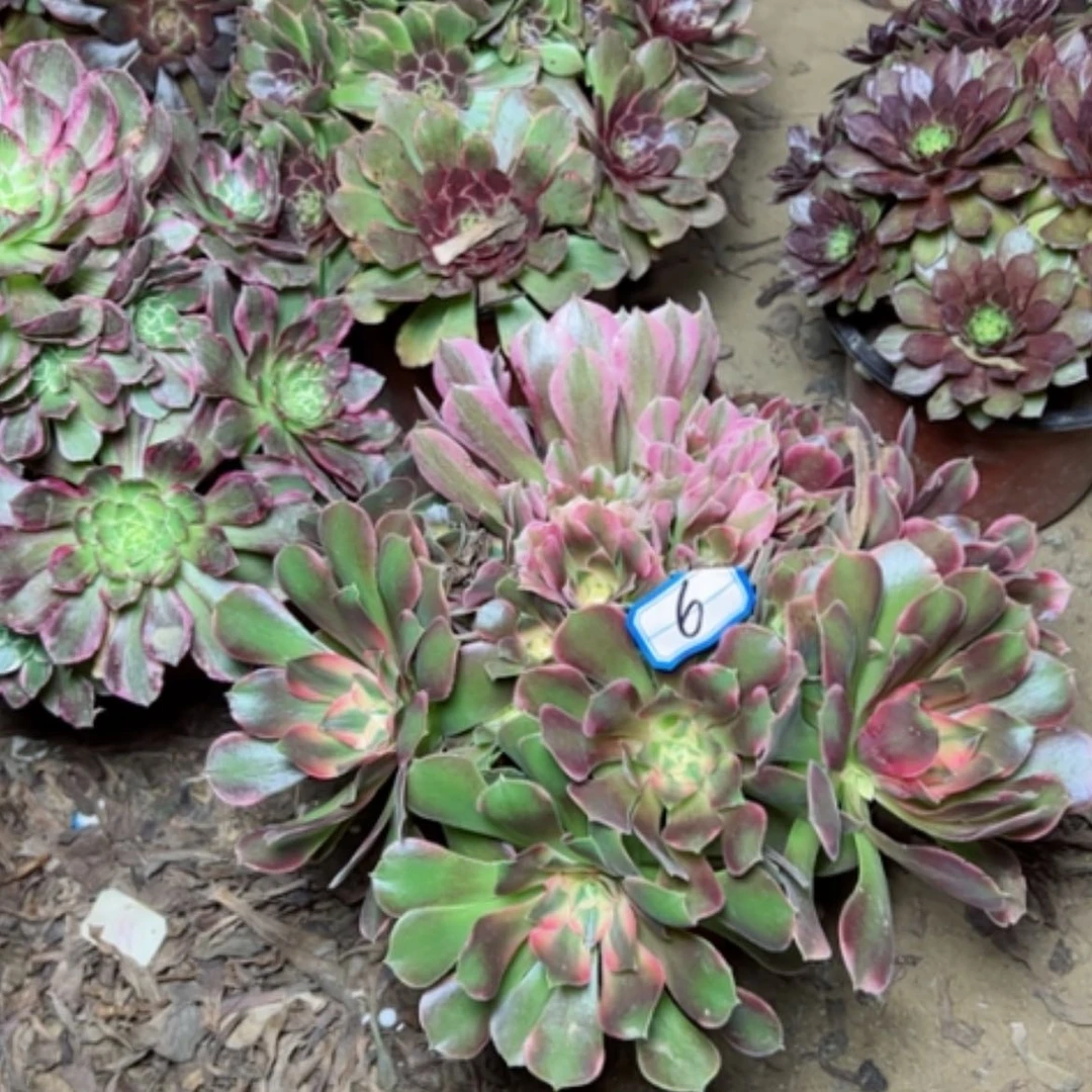 【闪购商品】香飞6