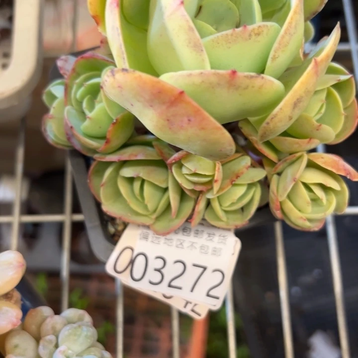 幸运的是我还没遇到过