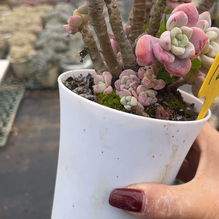 1261 000000000000000