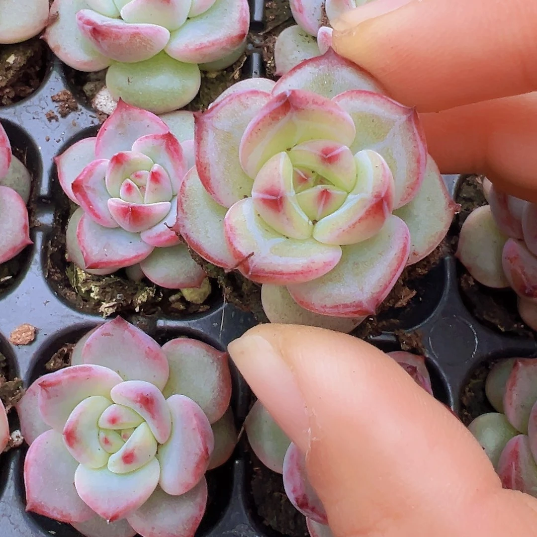 夜魔侠苗5颗19包邮多肉