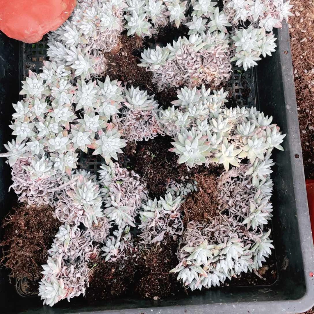 7****爷白菊一筐一物一拍