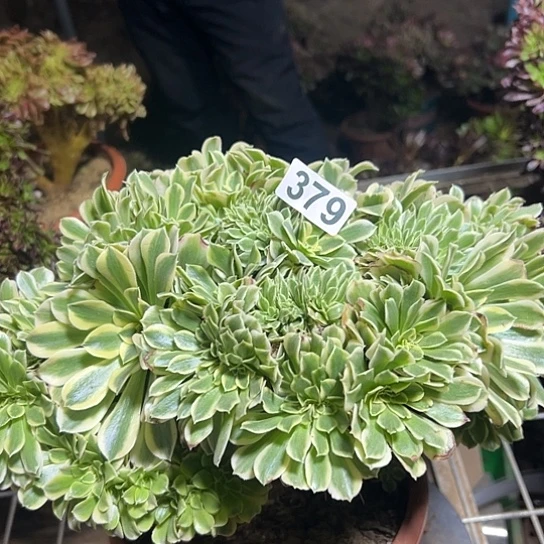 康***溎多肉植物一个绿豆沙379