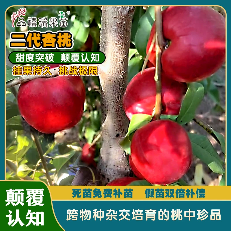 二代杏桃/跨物种杂交培育的桃中珍品/拍下送红杏梅珍稀果苗三套装