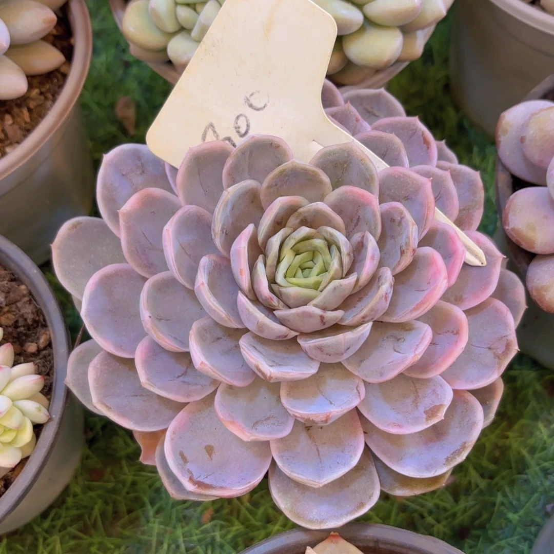 小***堡云南金致家精品多肉