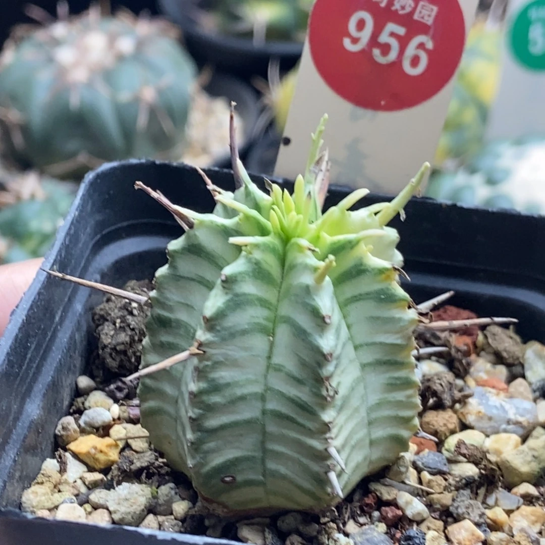 强刺斑马锦一颗仙人球3.2cm