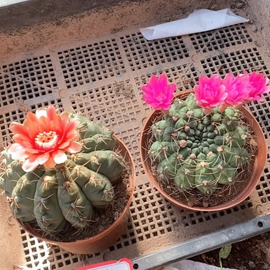 两个菲花玉仙人球