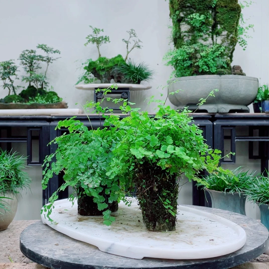 无铅玻璃贪****d铁线蕨的一个分支叫做金