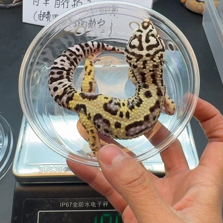 豹纹守宫万圣节土匪弟弟