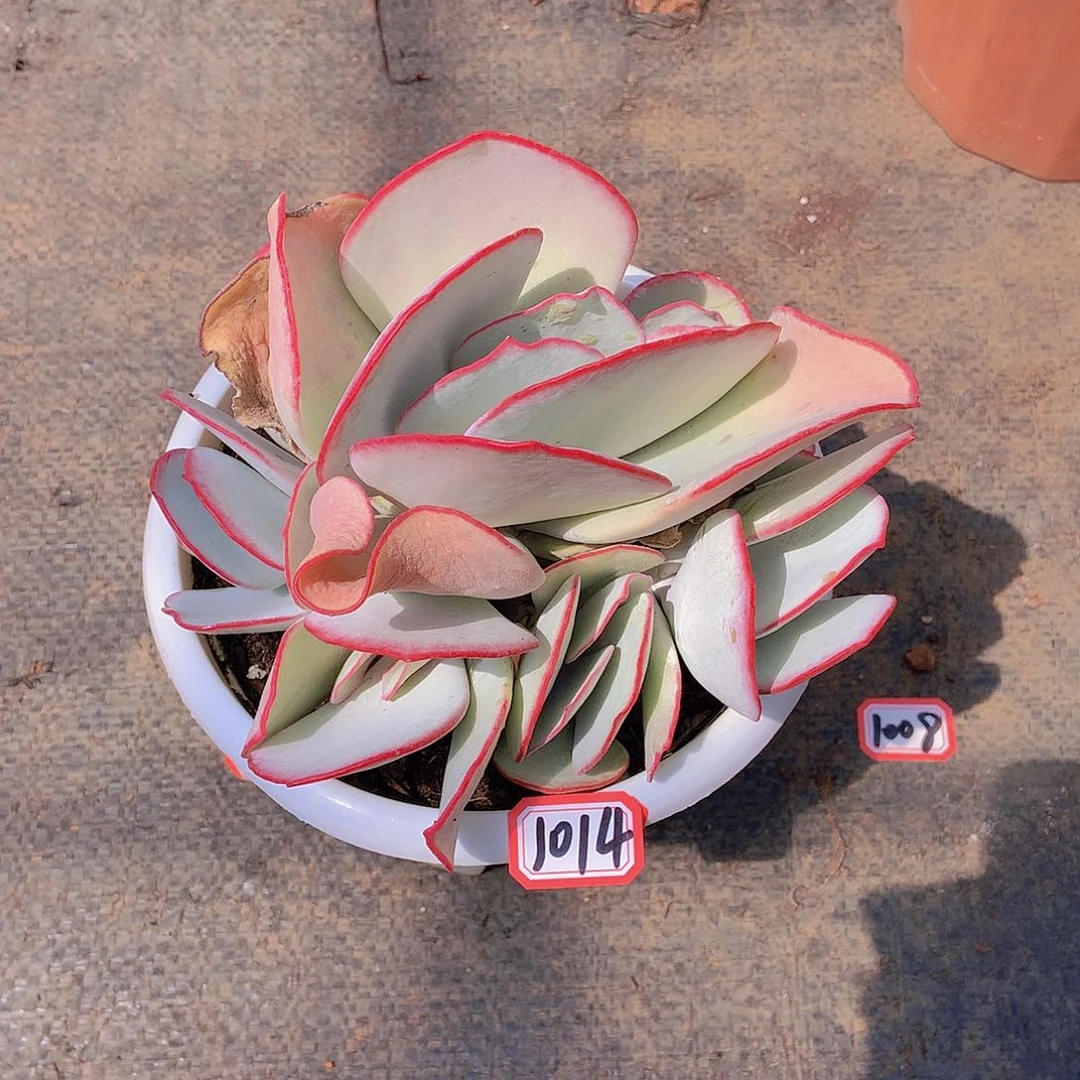 白眉1014 晓晓一物一拍