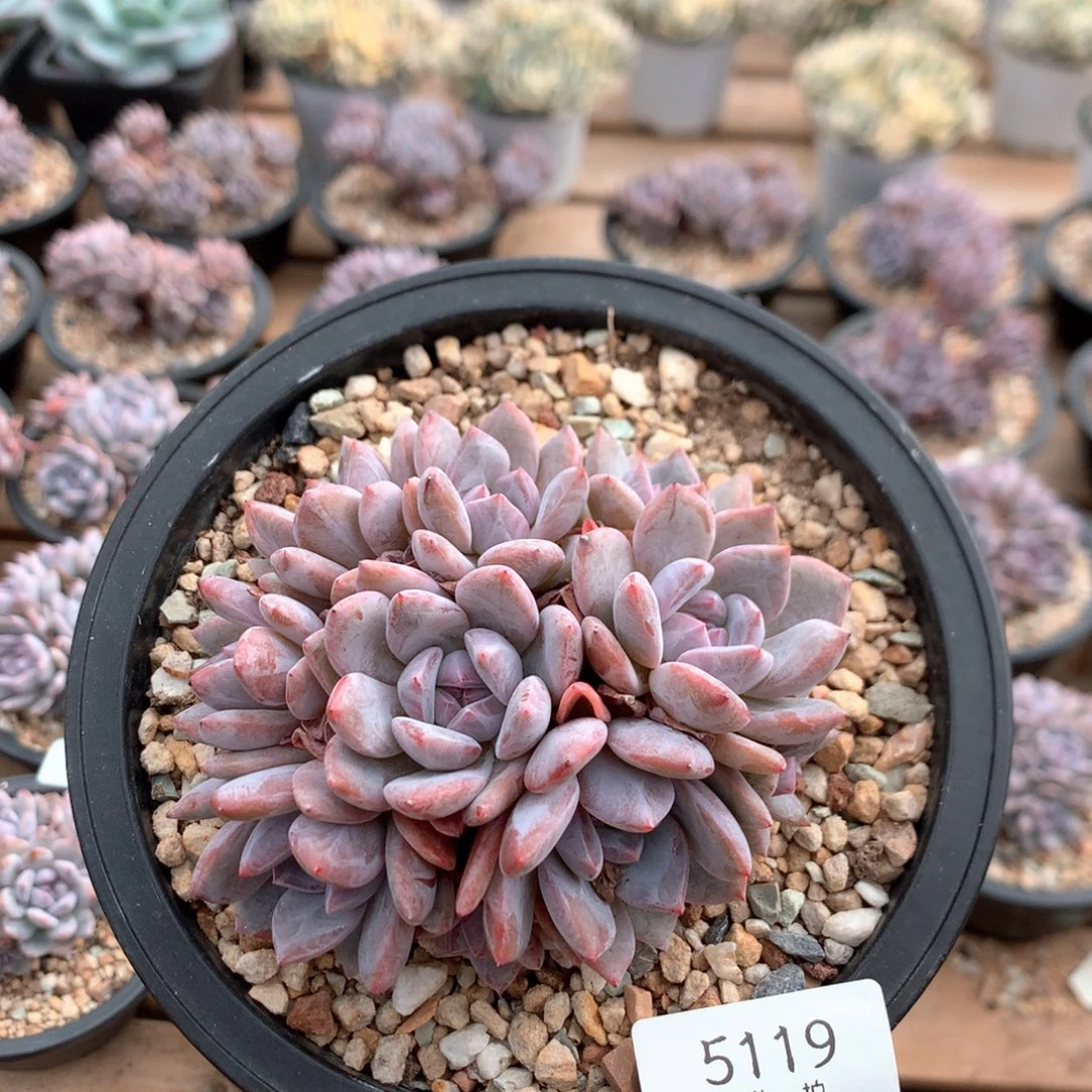 11厘米有砍10头溏心小脸石榴籽 5119