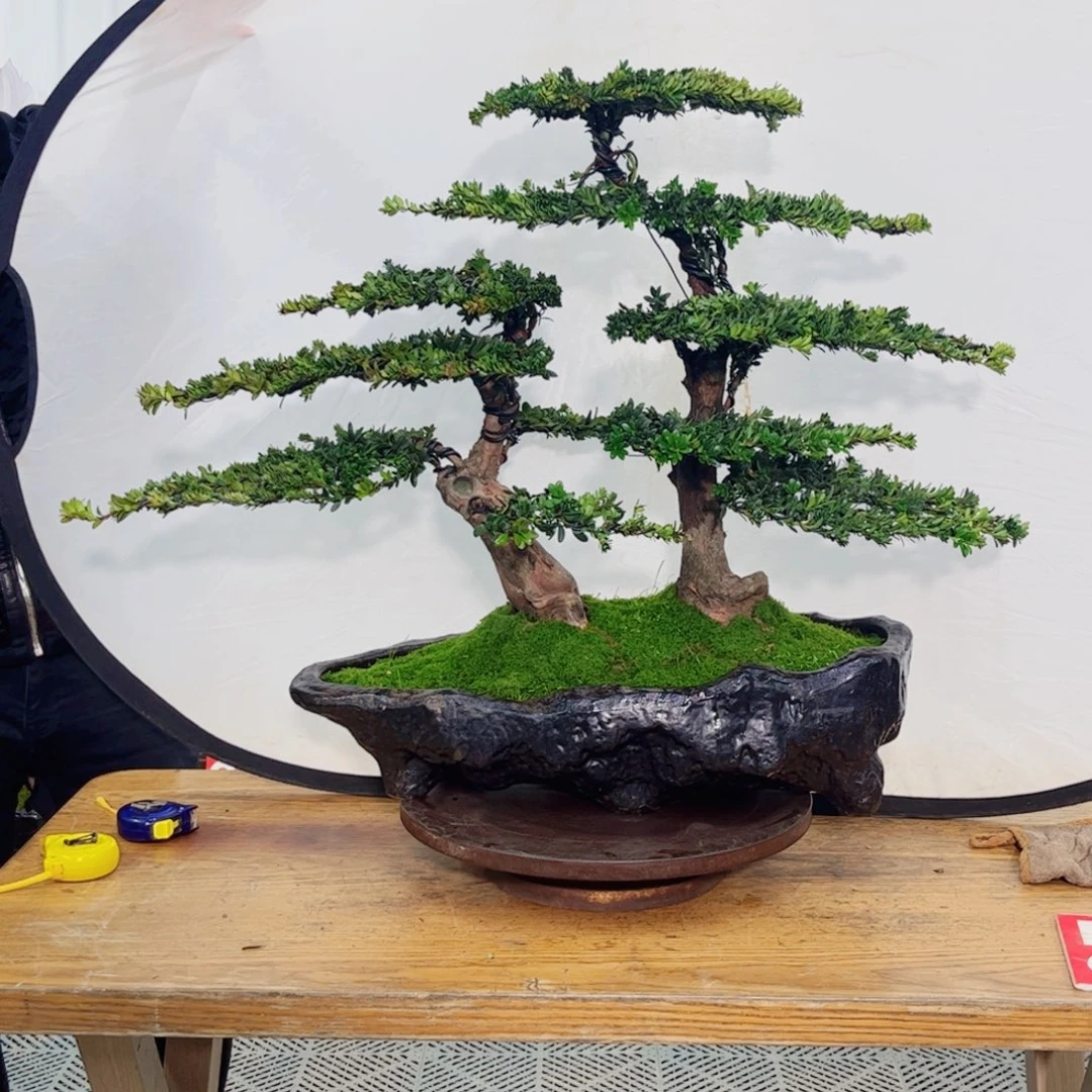 纪*岚罗汉松盆景艺术作品