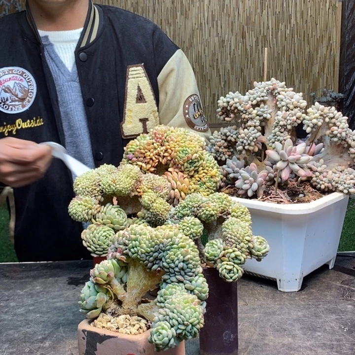 东***东203 号白胖子多肉植物