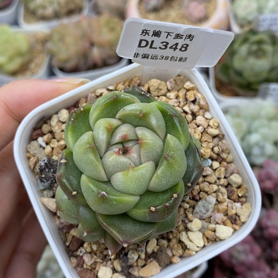 睡****?348东篱下多肉植物盆栽