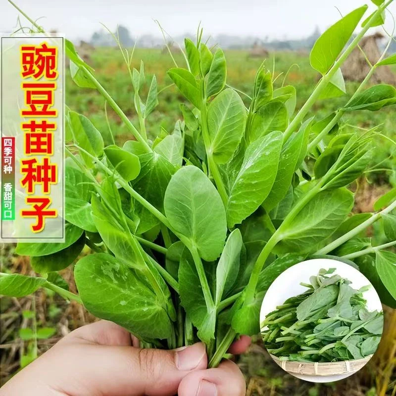 A14豌豆尖种子四季蔬菜适合阳台盆栽的种子