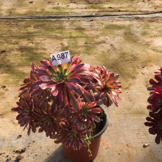 法师多肉植物清*法师987