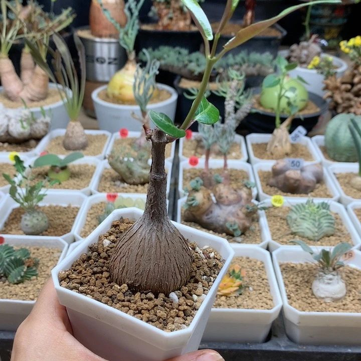 紫背罗摩实生带盆