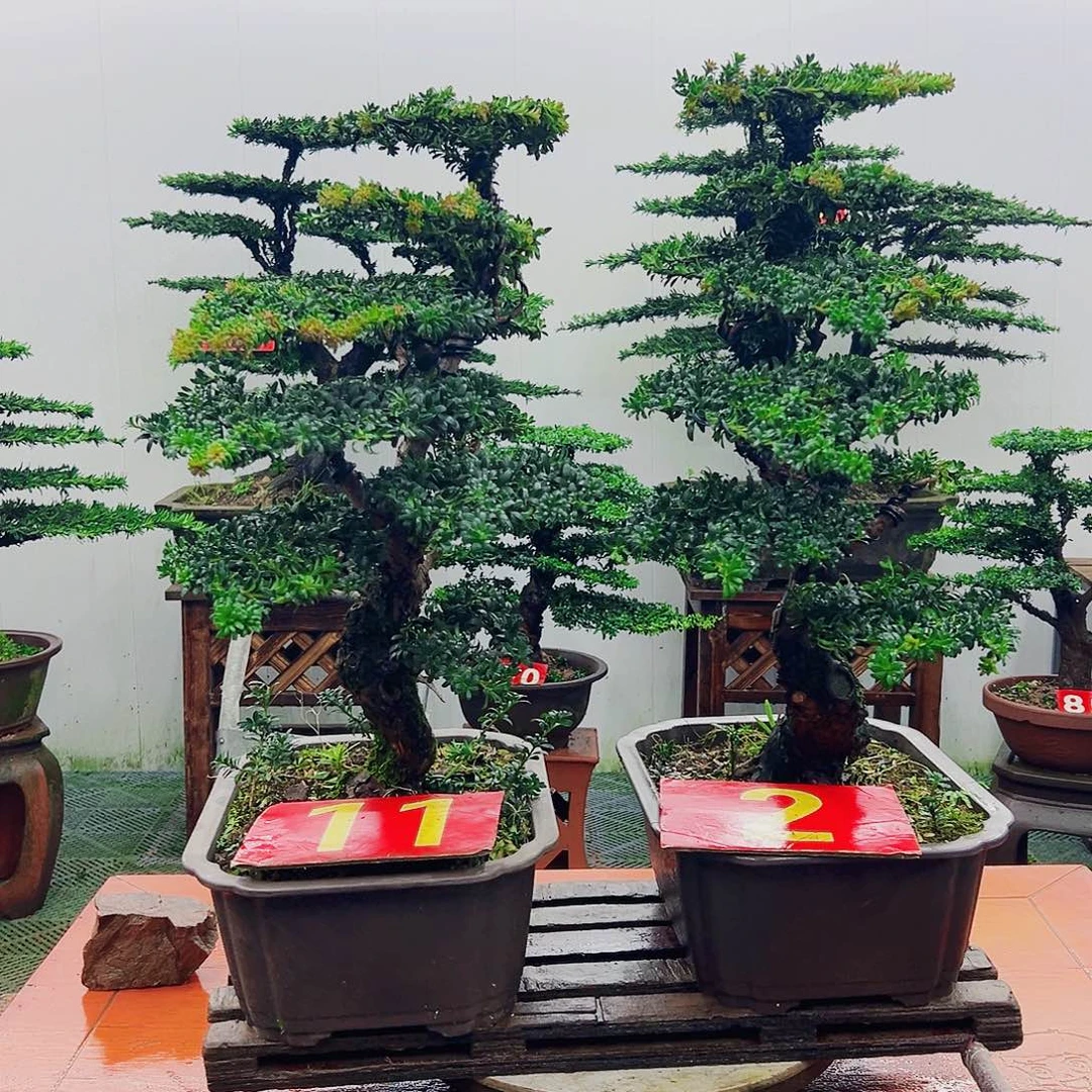 不开花植物罗汉松