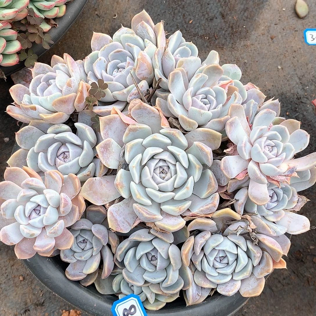 816汉堡一物一拍多肉