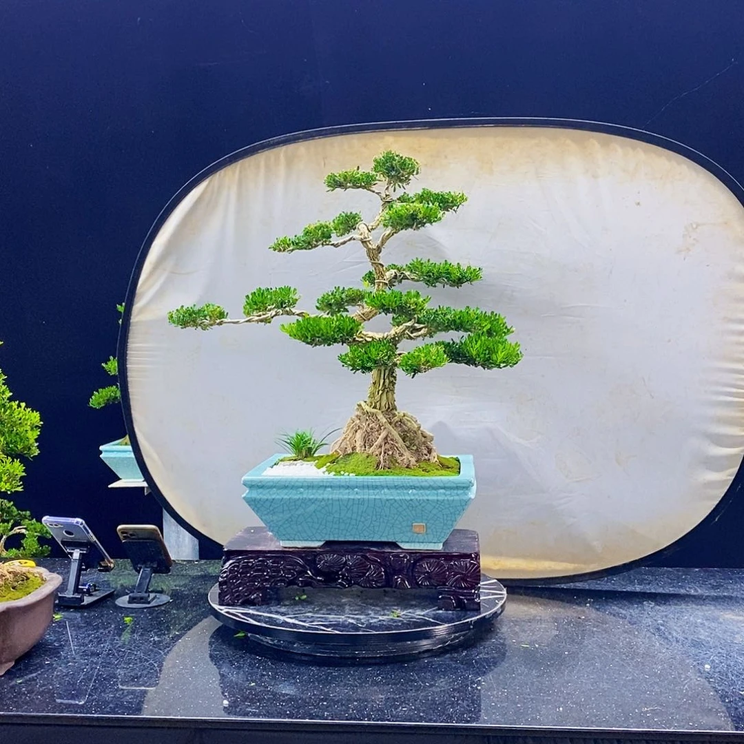 无花朵黄杨盆景造型