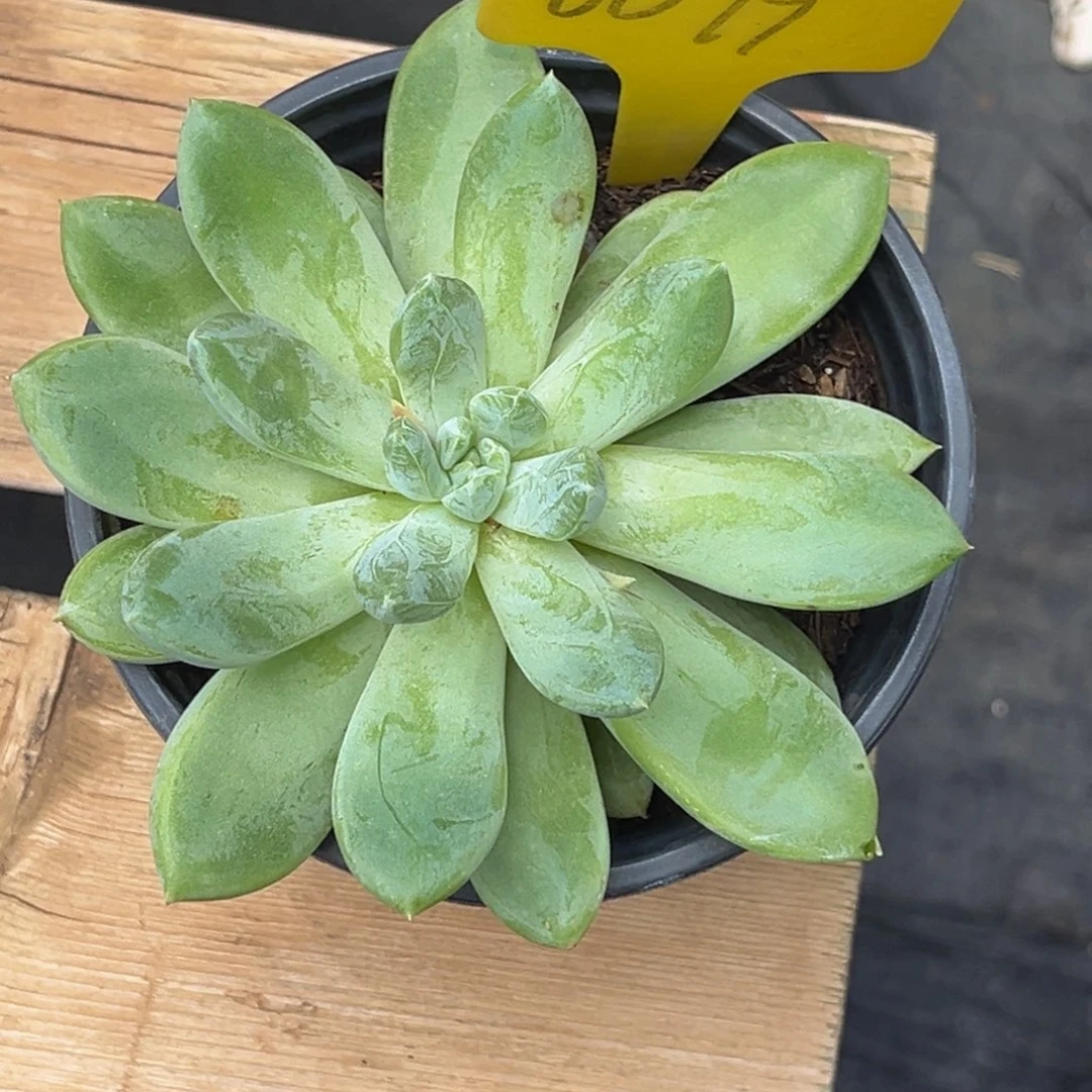 金*6079号上午多肉植物群生多肉植物群生