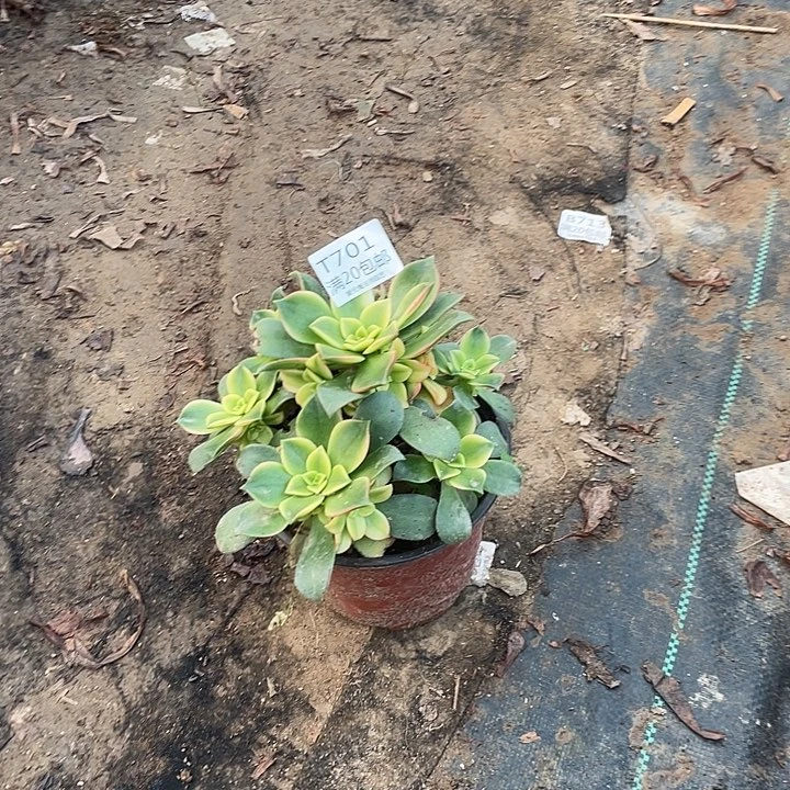 701艳日辉多肉法师多肉