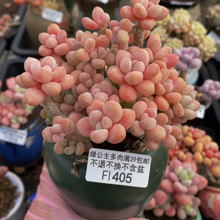 鱼子酱老桩10cm405多肉植物