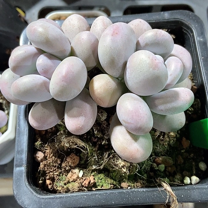 多肉植物大叶奶918