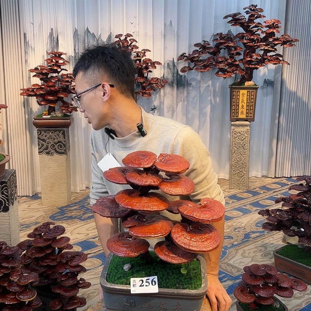 无花朵888888888888