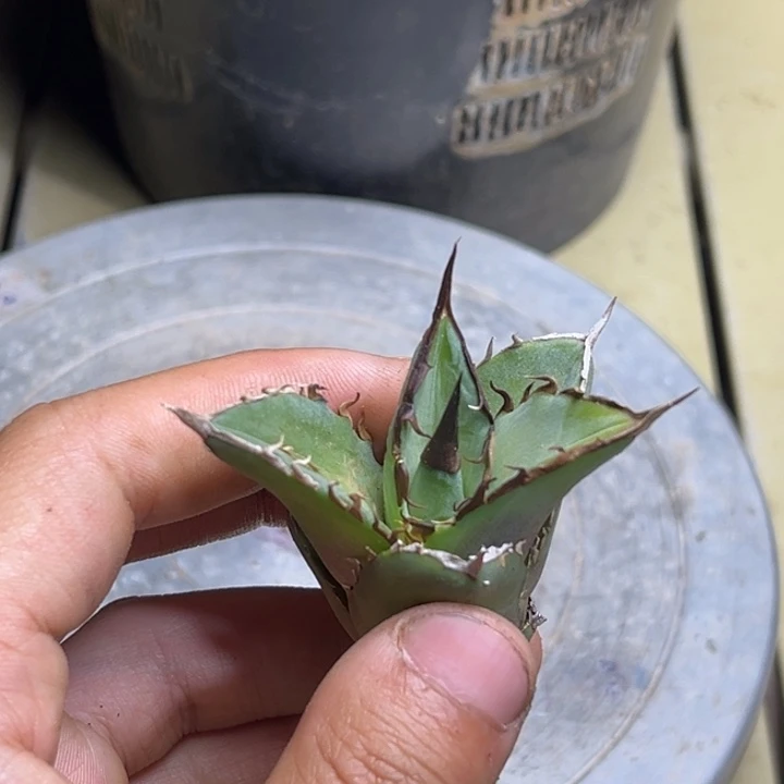 S***C龙舌兰仁王冠实生芽111