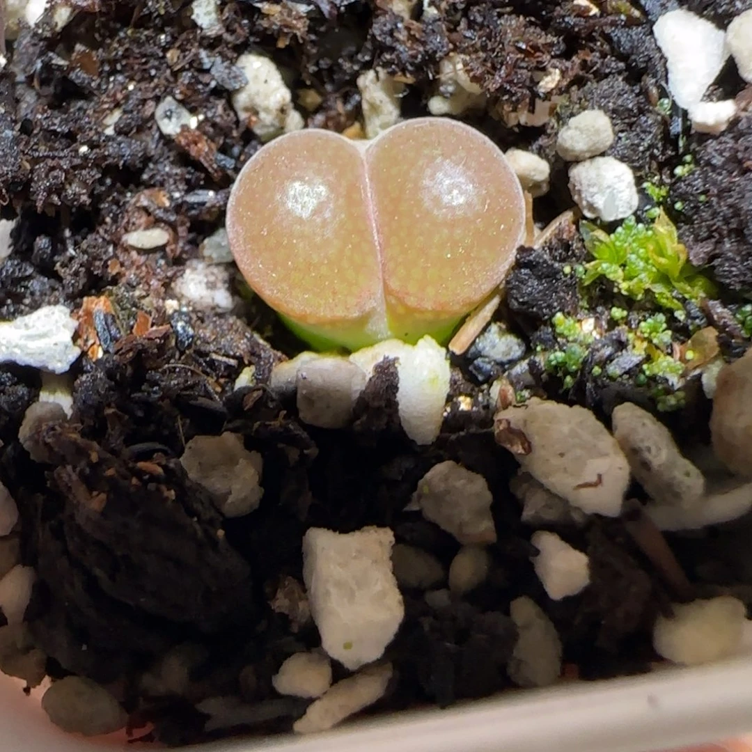 微木园艺多肉-帕法德32