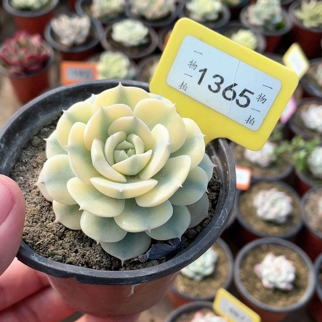 【闪购商品】1365号