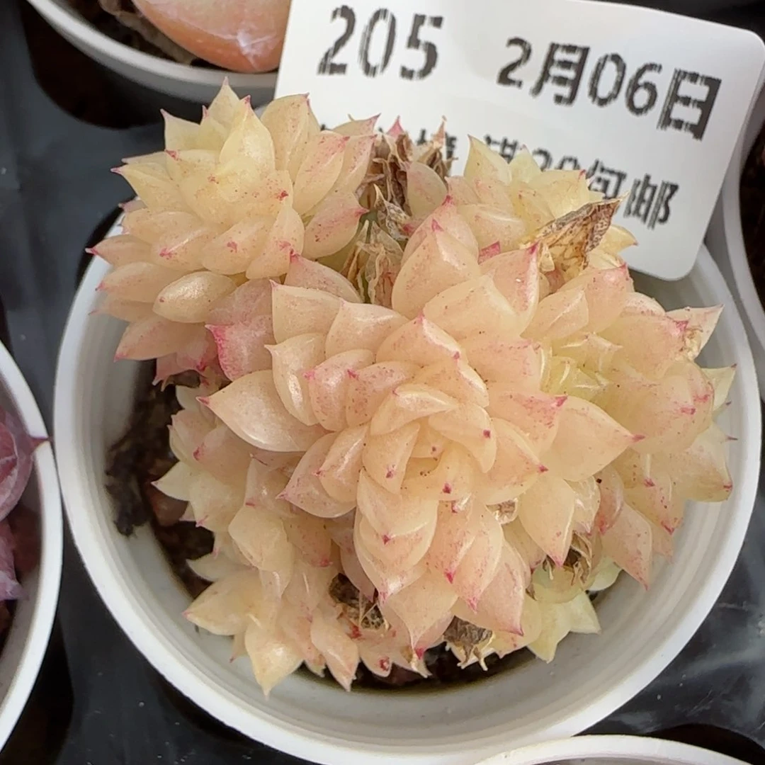 花语逸镜0206-205