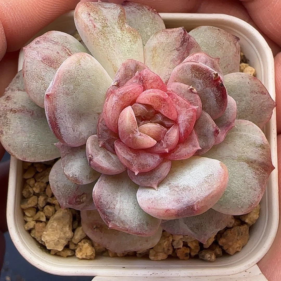 【满29包邮非偏远】953