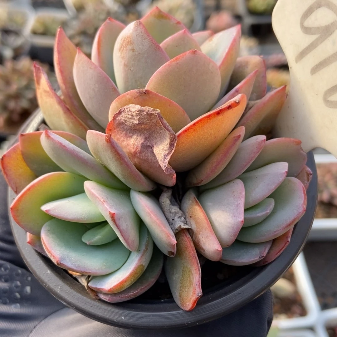 916布鲁蓝多肉植物保护