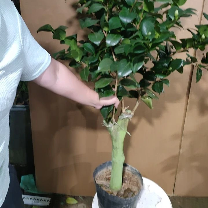 94十八学士，原盆原土发货，不包邮