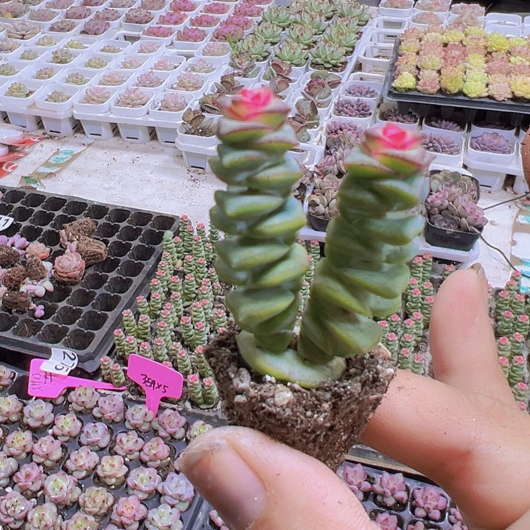 钱串5根19包邮多肉植物