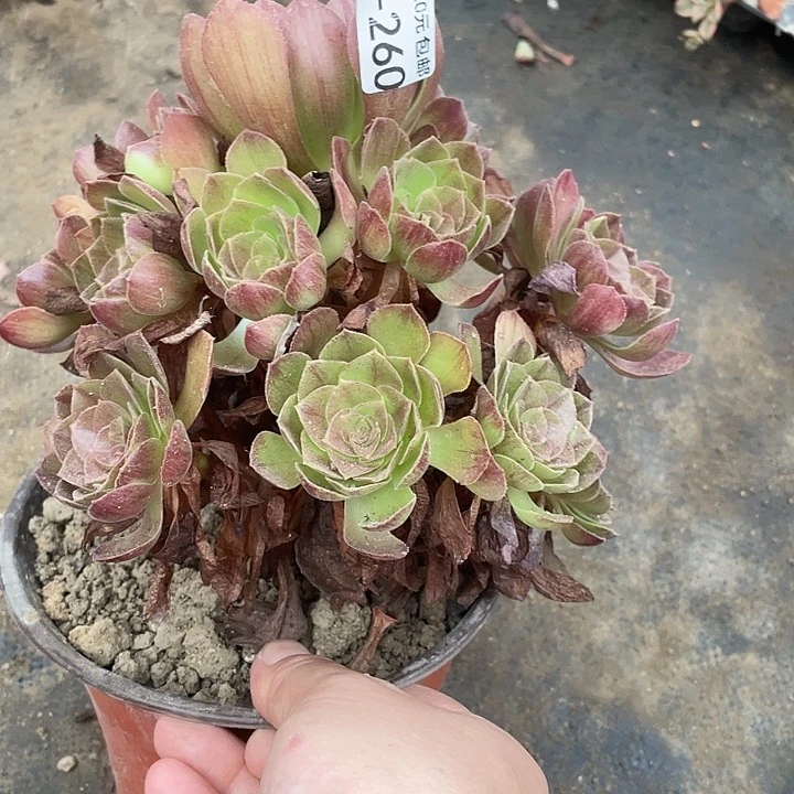 260黑魔多肉植物法师