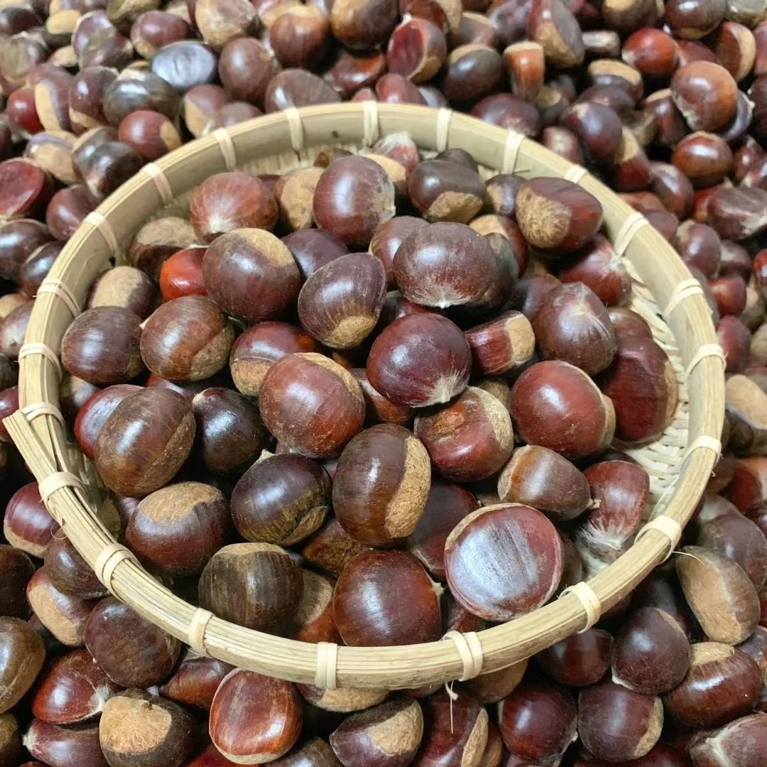 正宗贵州老品种小板栗果很小