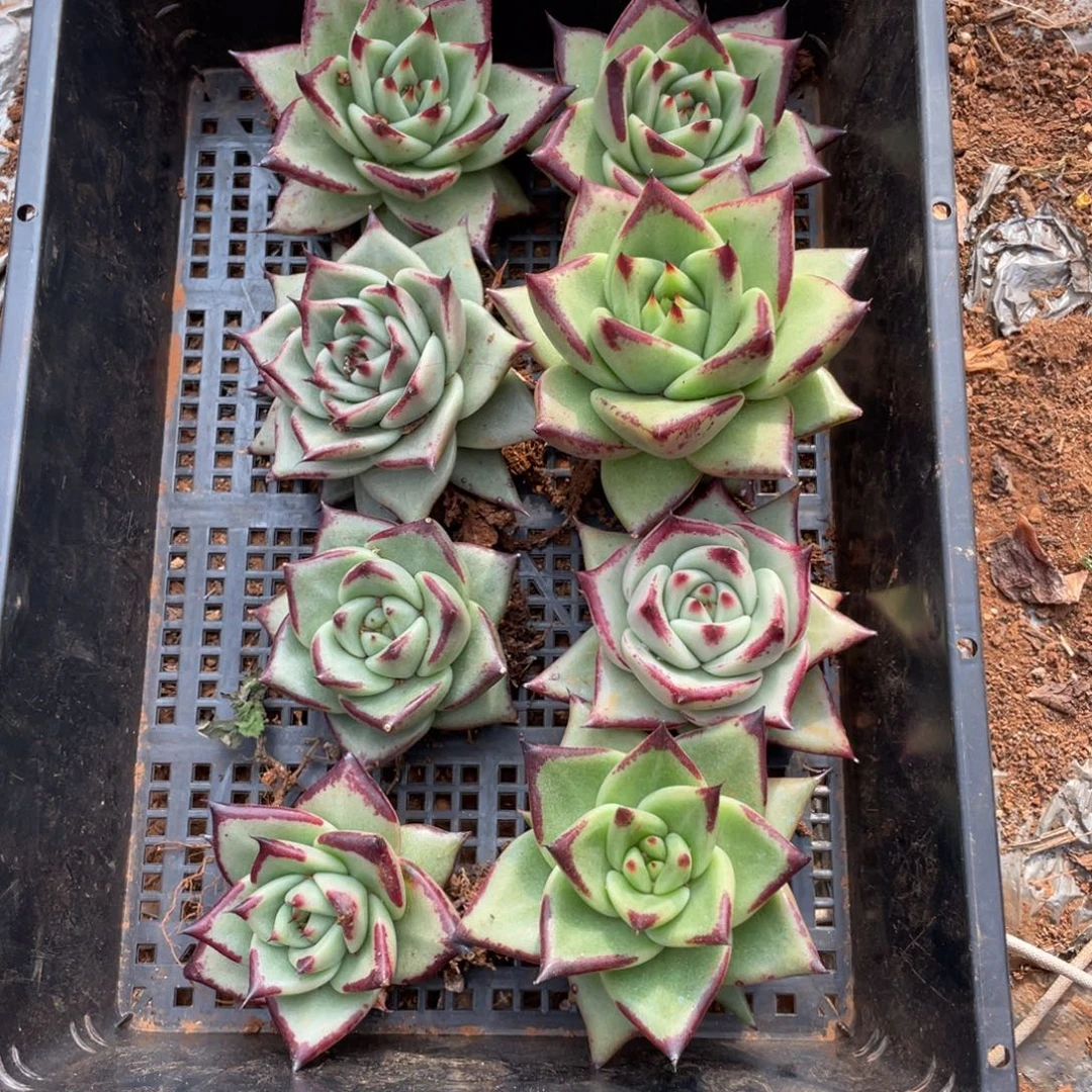 无花朵若如东云单拍E484