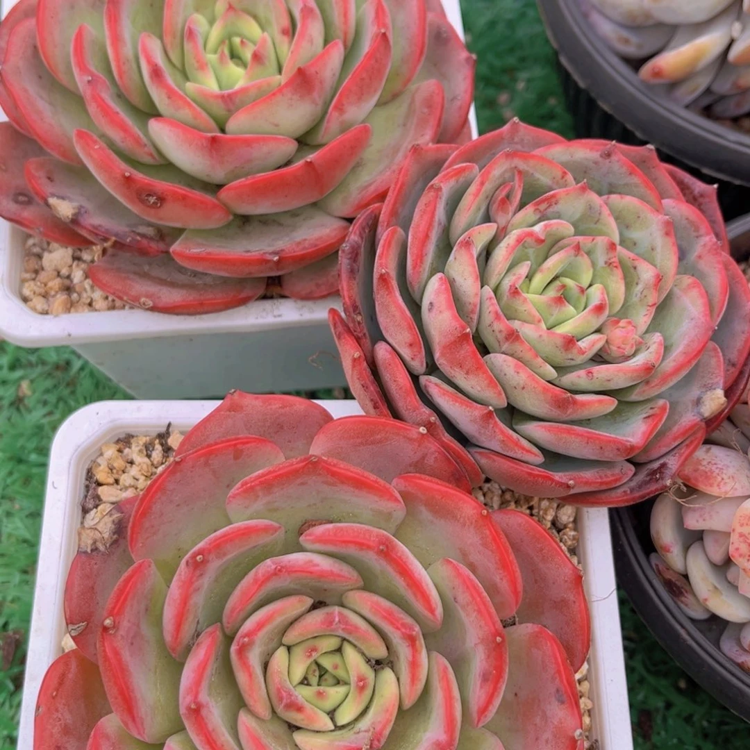 香妃1颗多肉植物