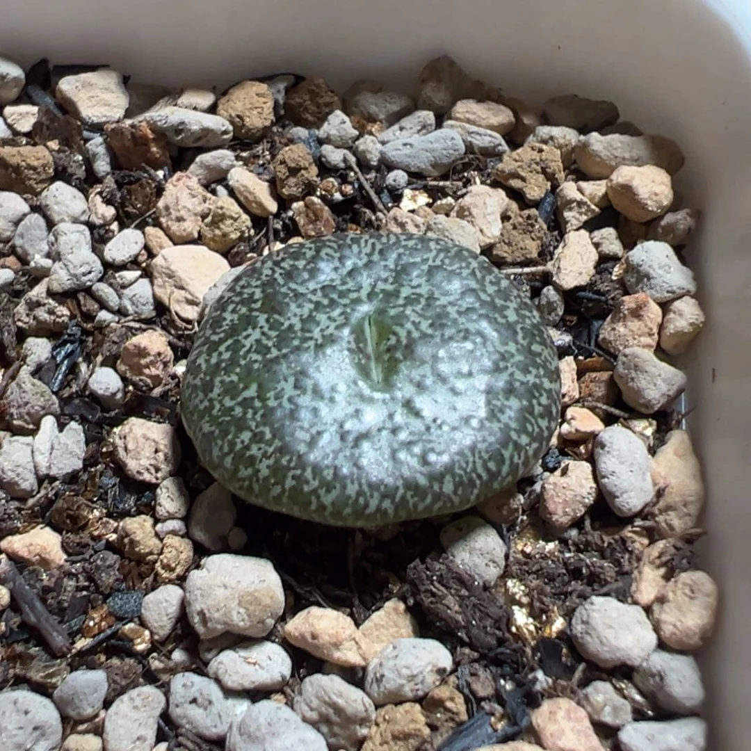 妙***佳玄赫杂康霓墨多肉植物