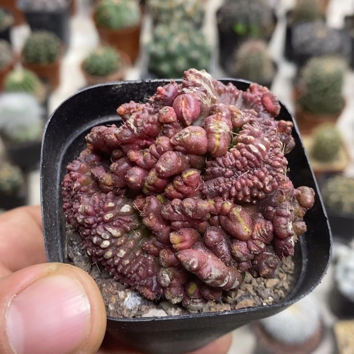 红高沙缀特价福利