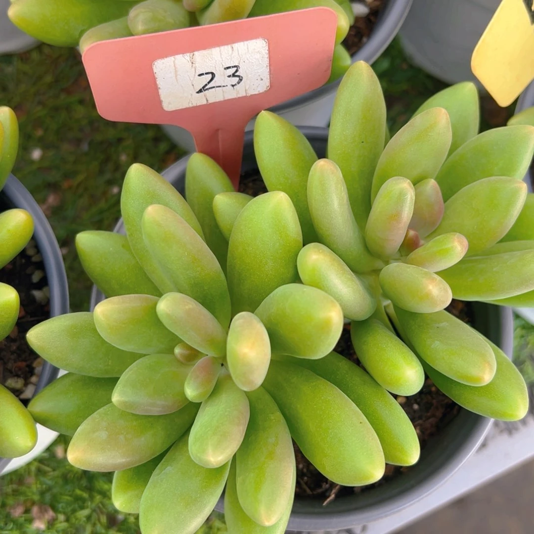 香玉的故事是一个人的故事吗