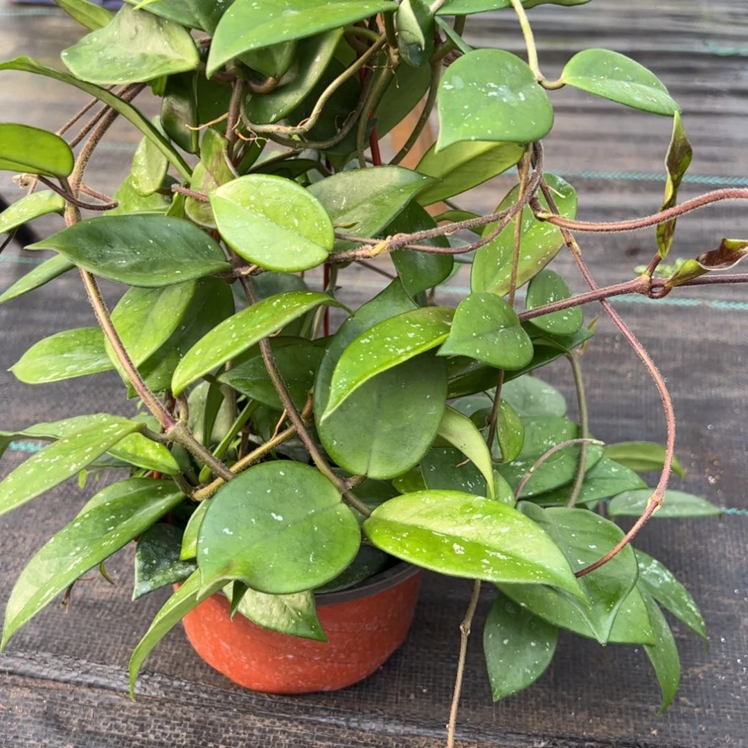 水***9无花朵绿叶红球兰