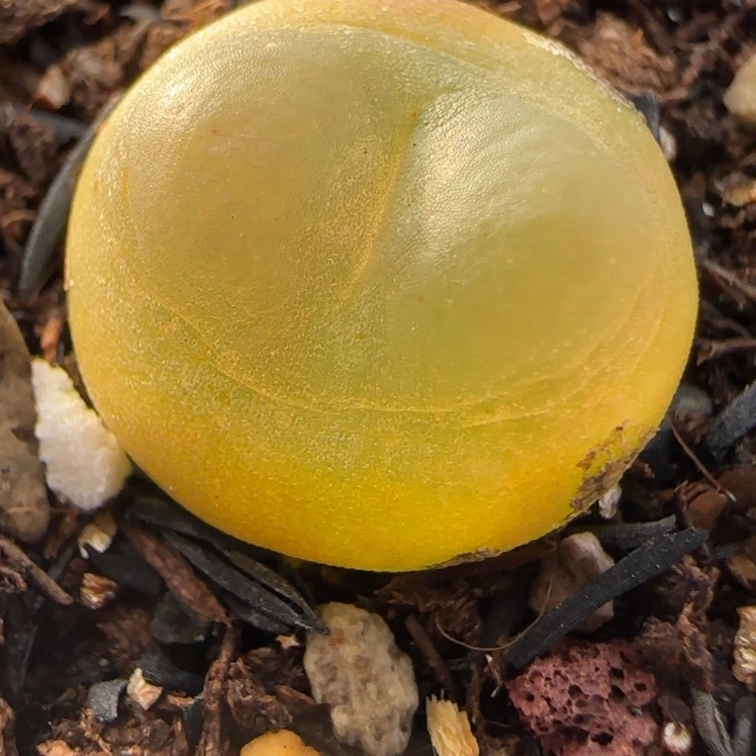 多肉植物1.5公分拉登51号链接