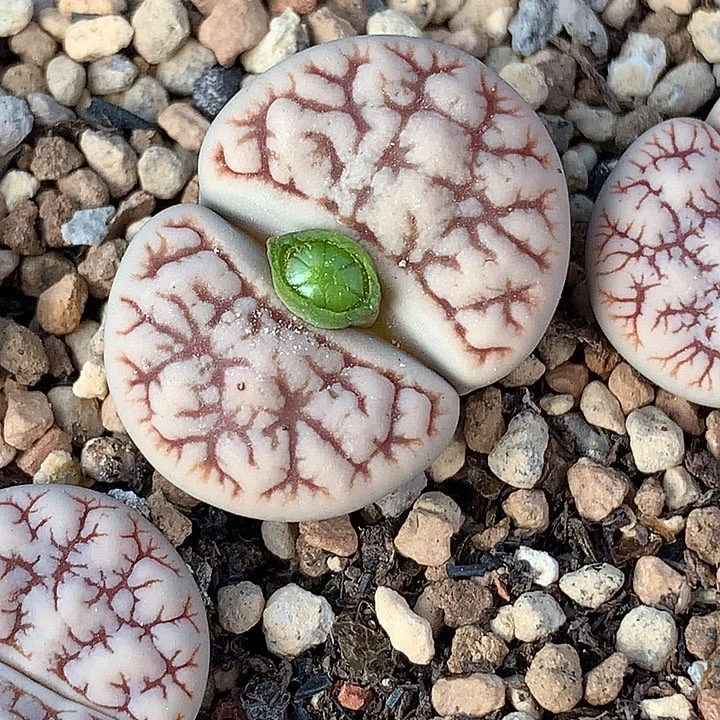 精品多肉植物精品c189回交