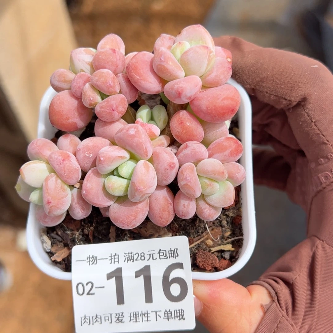 红洛神多肉多肉多肉多肉