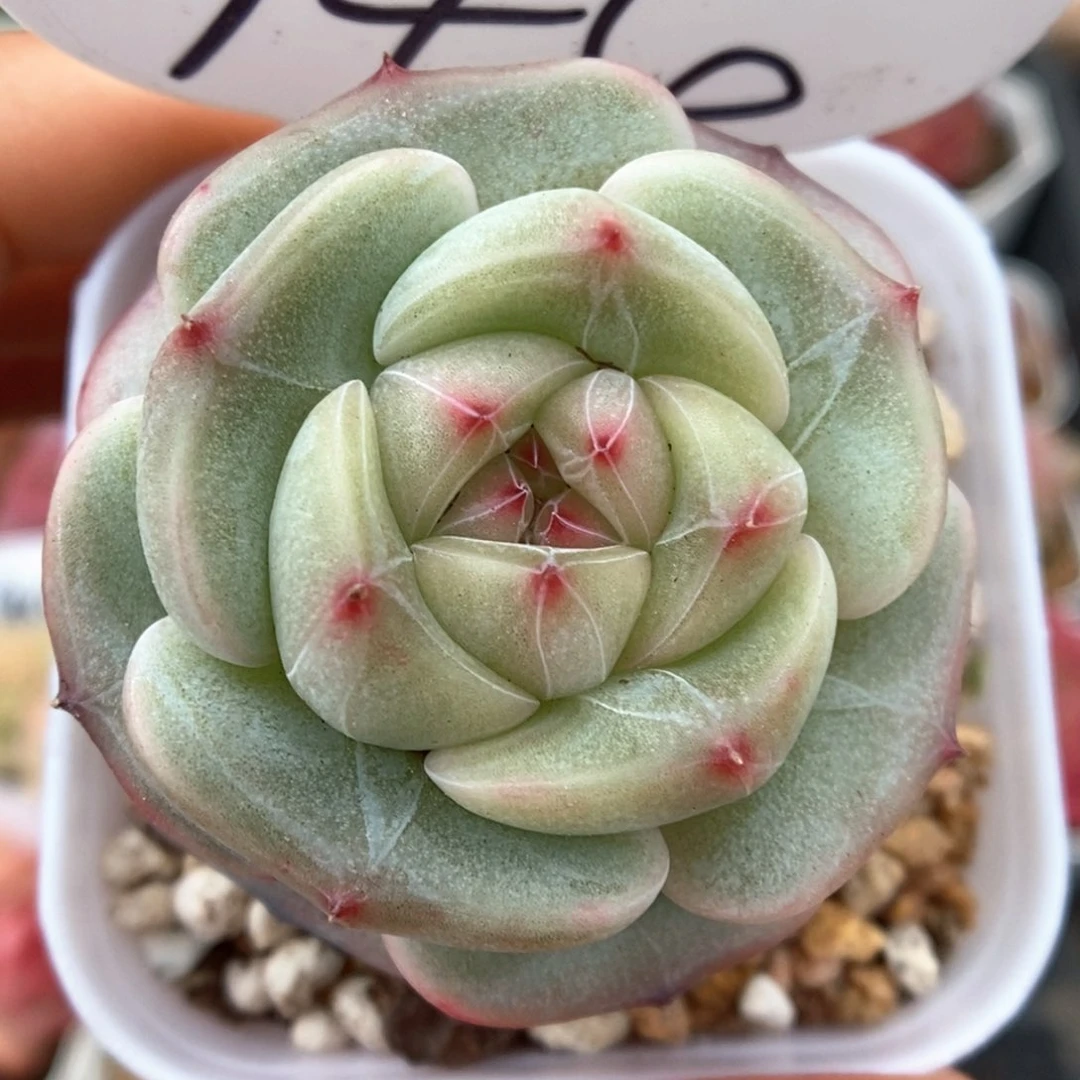 气泡新品可拍944号。